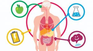 Imagem Destaque - Acelerar o Metabolismo - Saiba algumas dicas